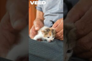 Kitten rescued from drain #kitten #animals  #emotional #kindness #rescue