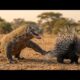 Komodo Dragon vs Porcupine The Ultimate Animal Fight