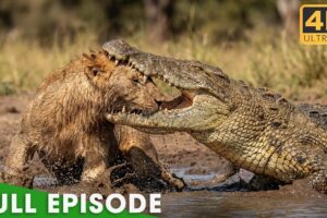 LION BATTLE ZONE | When Predators Reach Their Limits (Full Episode) | Nature Animal Documentary