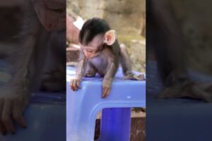 LITTLE BERNIE Playing on the Chair  #babymonkey #monkey #animals