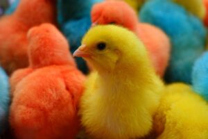 LIVE TinyZoo 🐥😻 | Cute Baby Animals Playing 24/7 | Relaxing Pet Stream