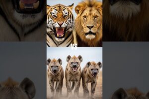 "Lion and Tiger vs 4 Wild Animals – Ultimate Survival Showdown!"