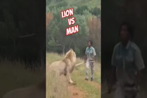Lion vs Man " Confronting the Deadliest Lions on Earth #trending #animalkingdom #lion #viralshort