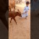 Little Boy Playing with a Cute Calf 🐄❤️ #animals #babycow #viral #shorts