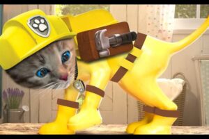 Little Kitten Preschool Adventure Educational Games - Play Fun Cute Kitten Pet Care Gameplay #640