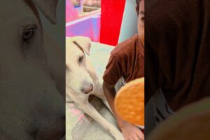 Little boy playing with Momo #trending #viral #funny #pets #love #cute #dog #shorts #reels #dogvideo