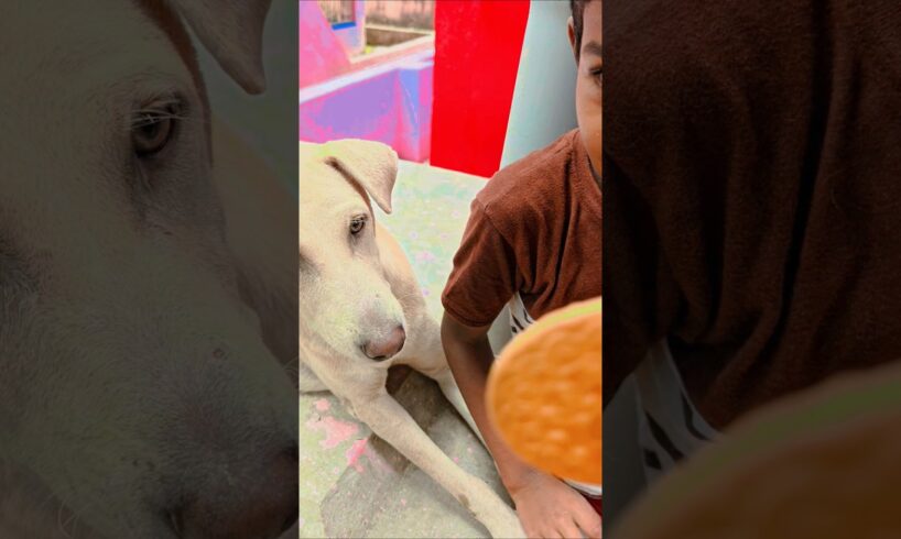 Little boy playing with Momo #trending #viral #funny #pets #love #cute #dog #shorts #reels #dogvideo