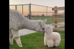 Llama meets stuffed animal #shorts