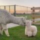 Llama meets stuffed animal #shorts