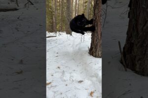 Luna the jumping panther 😂