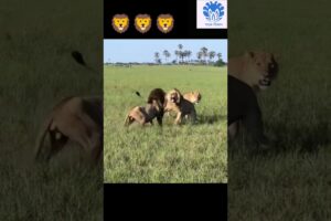 Male lions fighting for territory 😱😱 | 💥💥 Wonderful Animal Kingdom 140 💥💥 #short #animals #lion