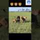 Male lions fighting for territory 😱😱 | 💥💥 Wonderful Animal Kingdom 140 💥💥 #short #animals #lion