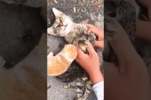 Mama Cat Rescue: Reunited With Her Kittens ❤️🐱  #shorts #cats
