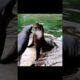 Moments of animal fights filmed on camera #animals #shorts