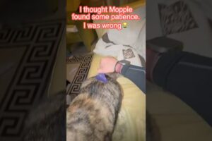 Moppie is playing jokes on me! #cat #animals #moppie #funny #pets