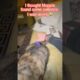 Moppie is playing jokes on me! #cat #animals #moppie #funny #pets