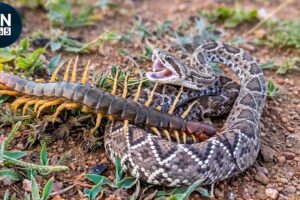 Most Amazing SNAKE Hunting Fails Caught on Camera! | Animal Fights