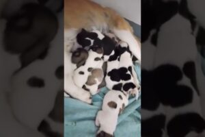 My Shih Tzu-Beagle gave birth to 8 cute puppies #dog #pets #love #fyp #fypシ #puppy #cute