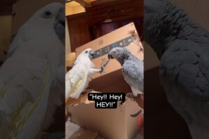 My birds argue like kids 🤣 #cockatoo #parrot #animals #family #funny #youtubeshorts