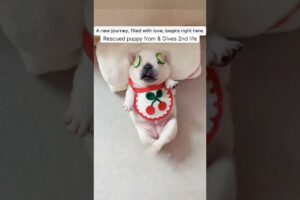Nobody Stopped for This Tiny Puppy… So I Did ❤️🐶 #shorts #puppy