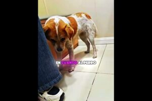Nunca abandonó a su mejor amigo…🥺🐶❤️
