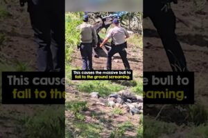 Officers Rescue Massive Moose Trapped in Net 😱