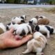 Oh my gosh! Who would have thought so many cute puppies appeared here? 🐶🐕😘❤❤❤