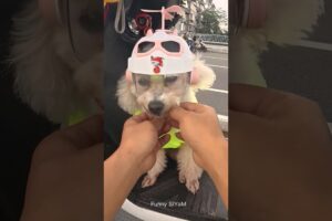 Owner puts helmets on cute puppies before riding in car #shorts