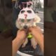 Owner puts helmets on cute puppies before riding in car #shorts