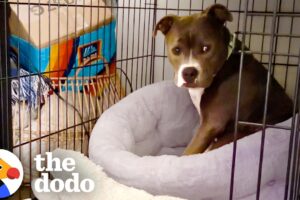 Pittie Couldn't Stop Shaking Until She Finally Felt Safe | The Dodo