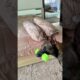 Play or Protect? Malinois dilemma 🐕 Защитник или игрун? Дилемма малинуа