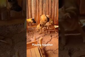 Playing #dog #dogfunny #dogvideo