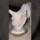 Prettiest cat ever  #trending #cat #cute #kitten #cats #wild
