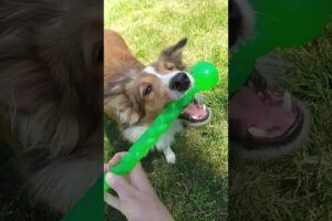 Puppy Tiger Playing Fetch #adayinthelife #sheltie #puppyadventures #petvideos #petshorts