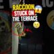 Raccoon stuck on the terrace rescued❤️ #animals