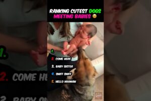 Ranking CUTEST DOGS Meeting BABIES EVER! 🥹🐶👶 #dogs #babies #cute #wholesome