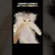 Ranking Funniest Cat Fails (Number 1 is WILD) 😭 #shorts