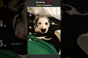 Ranking Funny Cute Puppies