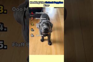 Ranking The Cutest Puppies Ever #dogs #funny #pets #petsrule  #dogtok #puppy #cute