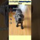 Ranking The Cutest Puppies Ever #dogs #funny #pets #petsrule  #dogtok #puppy #cute