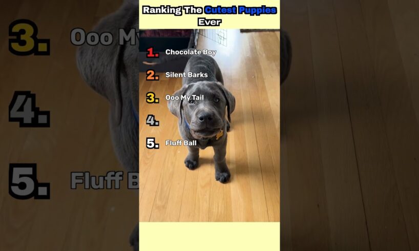 Ranking The Cutest Puppies Ever #dogs #funny #pets #petsrule  #dogtok #puppy #cute