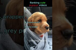Ranking The Cutest Puppies Moments #shorts #cute