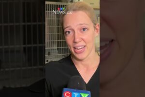 Rare endangered eagle saved by Ottawa animal rescue