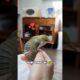 Rescaté un polluelo y nunca imaginé que al crecer sería así. #foryou #animals #birds #cute