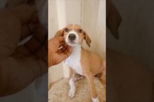 Rescue Puppy — Before & After 🐶❤️ #shorts