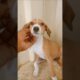 Rescue Puppy — Before & After 🐶❤️ #shorts