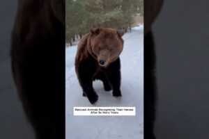 Rescued Animals Recognizing Their Heroes After So Many Years.