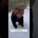 Rescued Animals Recognizing Their Heroes After So Many Years.