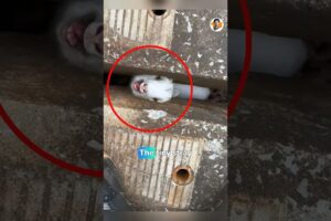 Rescuing a Tiny Baby Goat ❤️ Emotional Animal Rescue Story #shorts