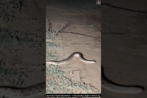 Sand Boa Snake Movement – A Fascinating Sight in Nature 🐍 #snake #wildliferescue #wildlife